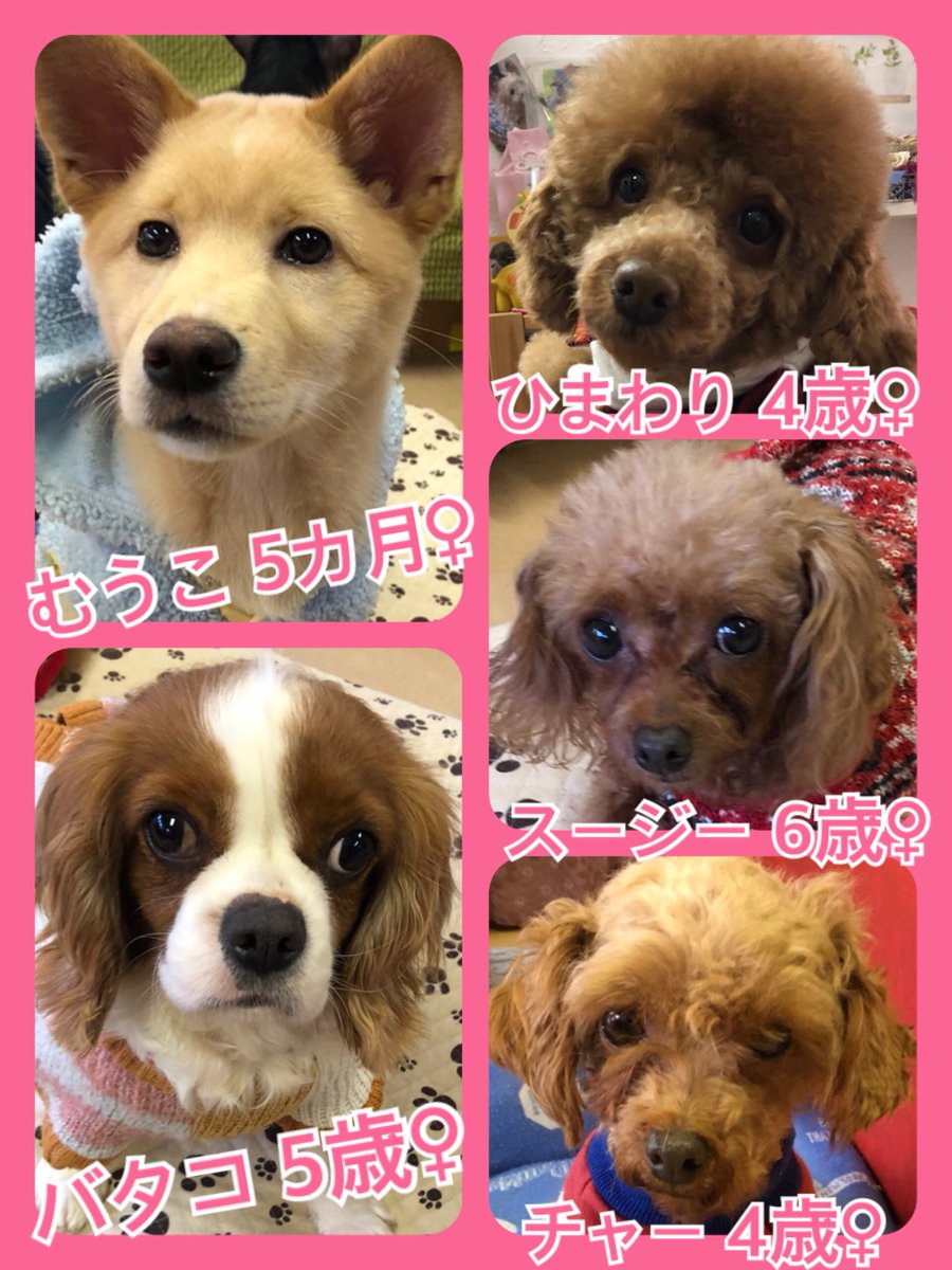 🐾今日の里親様募集中ワンコ🐶メンバーです🐾2020,1,18